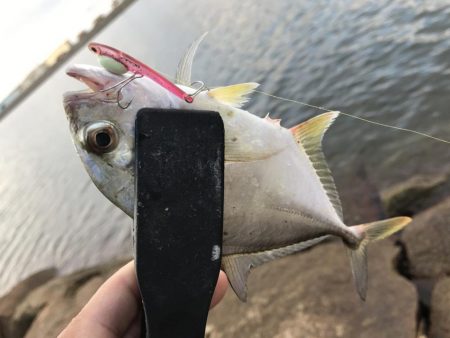 恐怖の「アジコロ」