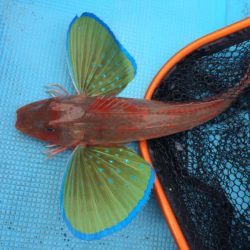 紀北  タイラバ釣果