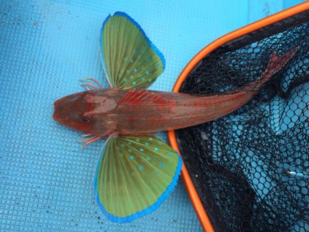 紀北  タイラバ釣果