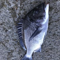 イチノ兄弟、釣果!