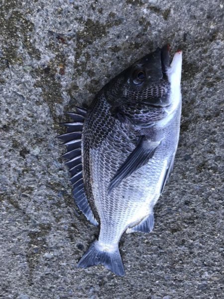 イチノ兄弟、釣果!