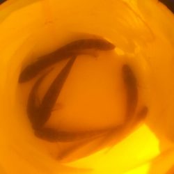 ハゼクランクで連発！？