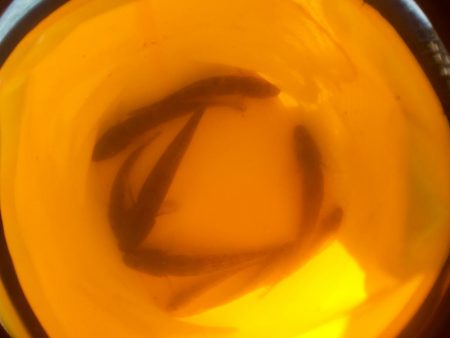 ハゼクランクで連発！？