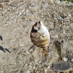 明石川河口サーフのキス釣り
