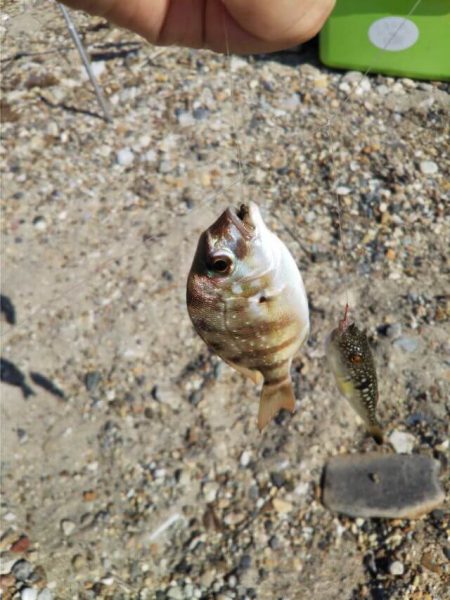 明石川河口サーフのキス釣り