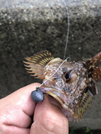 タコと根魚