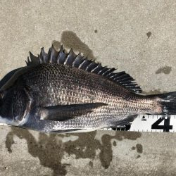 イチノ兄弟、釣果!