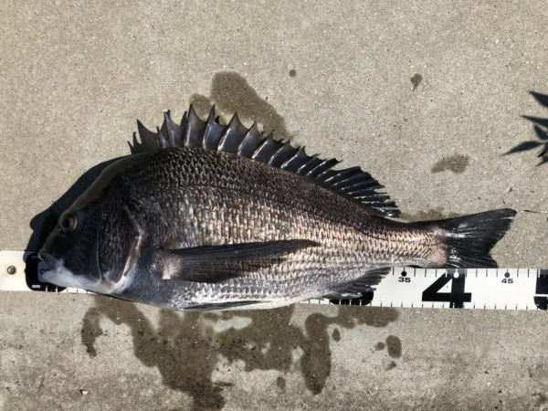 イチノ兄弟、釣果!