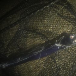 ハマチ・ツバス・サゴシ・タチ