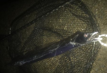 ハマチ・ツバス・サゴシ・タチ