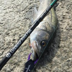 ライトタックルで泳がせ釣り