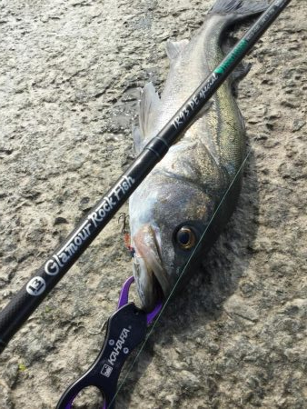 ライトタックルで泳がせ釣り