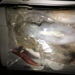 トンカツサイズ高活性！