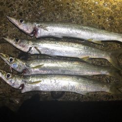 シーバス狙いでカマス