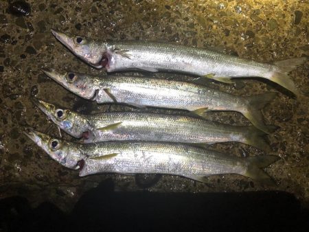 シーバス狙いでカマス