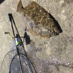 アジの泳がせ釣り釣行