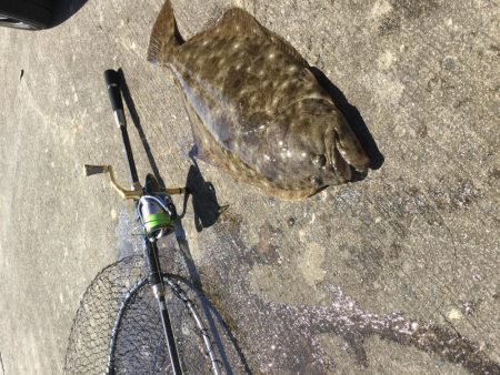 アジの泳がせ釣り釣行