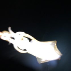 ナイトエギング