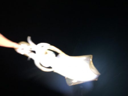 ナイトエギング