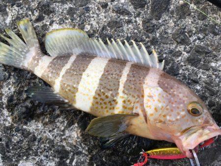 キジハタ&イトヒキアジ