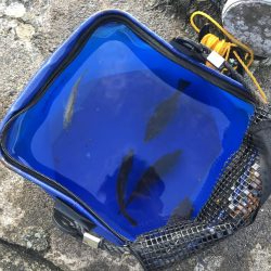 肝パンゲット！