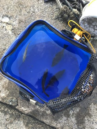 肝パンゲット！