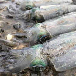 台風前のアオリイカ