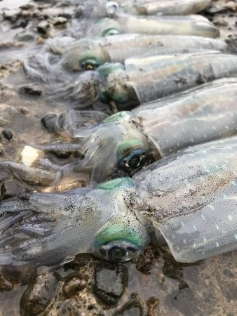 台風前のアオリイカ
