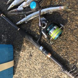 カマス祭り 開催中