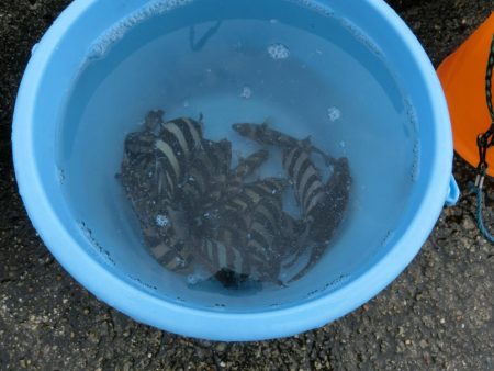 カワハギ来たーーーっ‼