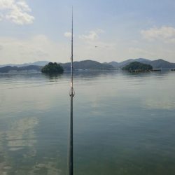 アオリイカが食べたくて