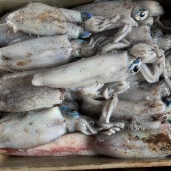 のんびりエギング