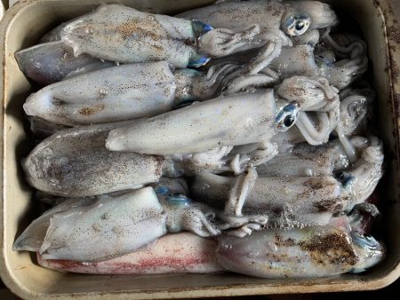 のんびりエギング