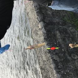 サイズは小さいが