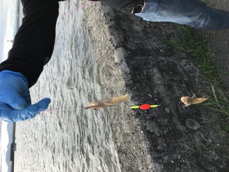 サイズは小さいが