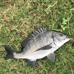 イチノ兄弟、釣果!