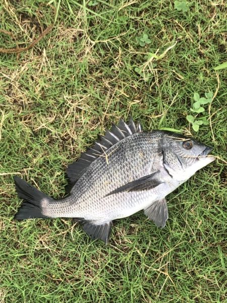 イチノ兄弟、釣果!