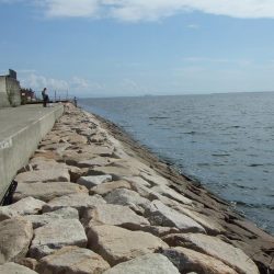 南芦屋は西側石畳のサヨリ