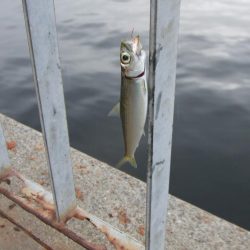 南芦屋浜 サヨリ、30㎝ならず