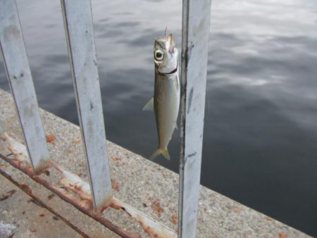 南芦屋浜 サヨリ、30㎝ならず