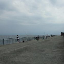 南芦屋浜東　サヨリ釣れず、ハマチ４４㎝