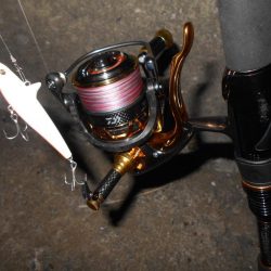 ベイトはシラサエビなのか?