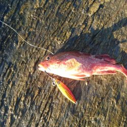 ショアジョギング