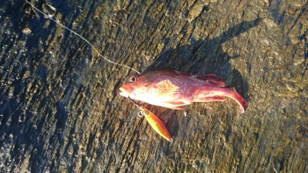 ショアジョギング