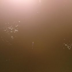 今年初シーバス