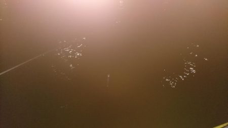 今年初シーバス