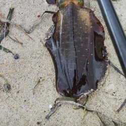 午後からエギングヘ