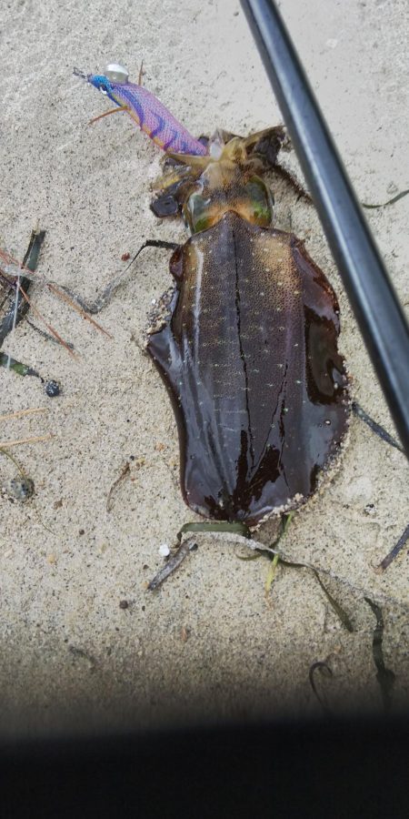 午後からエギングヘ