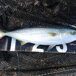 ガシリングと青物釣行