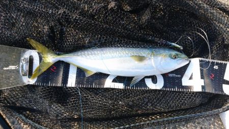 ガシリングと青物釣行